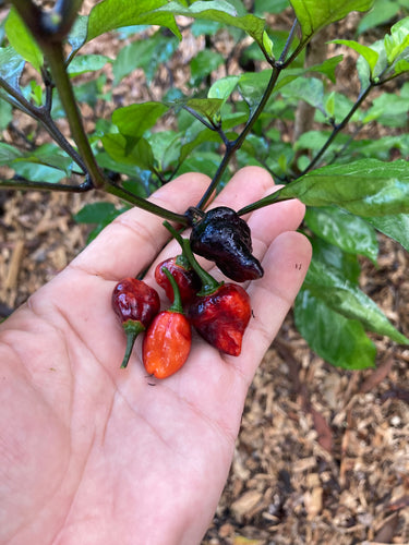 PJ Molten Mini (Pepper Seeds)