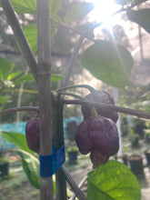 Load image into Gallery viewer, Purple Reaper (Pepper Seeds)
