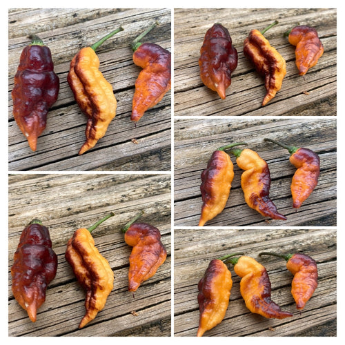 PJ Icey (Pepper Seeds) (Pimenta Jolokia)