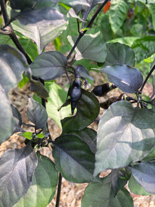 PJ Black Molten (Pepper Seeds) (Limited)
