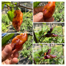 Load image into Gallery viewer, Horizon Multicolor (Pepper Seeds)(Limited)