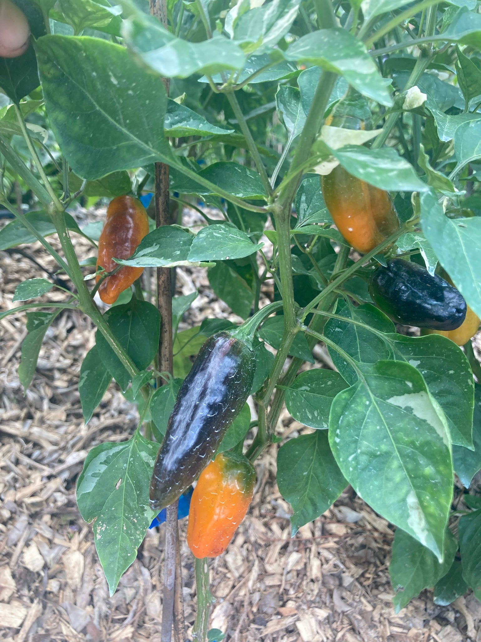planting poblano pepper seeds Fusang (VSRP Poblano) (Pepper Seeds) – Towns-End Chili & Spice