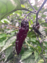 Load image into Gallery viewer, PJ Blue Ice (Pepper Seeds)