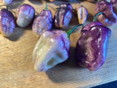 Perp Karen Cream (Pepper Seeds) (Limited)