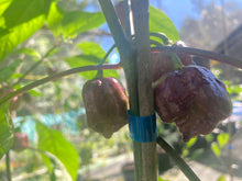 Load image into Gallery viewer, Purple Reaper (Pepper Seeds)