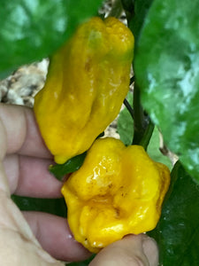 Yellow Horizon (Pepper Seeds)