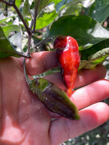 PJ Red OG (Pepper Seeds)