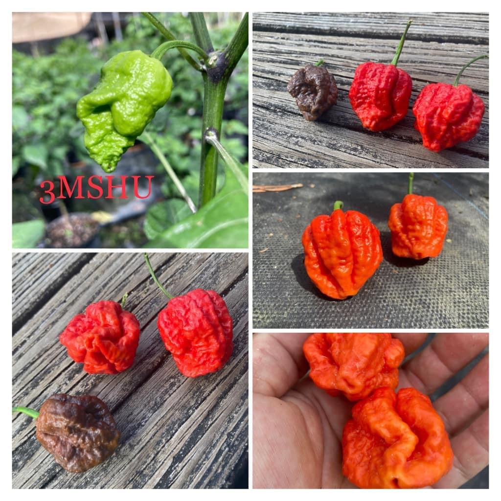 3MSHU Red (Pepper Seeds)