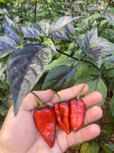 Load image into Gallery viewer, Black Jes (Pepper Seeds)