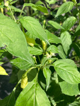 Load image into Gallery viewer, Sugar Rush Stripey (Pepper Seeds)