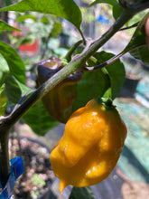 Load image into Gallery viewer, Yellow Horizon (Pepper Seeds)