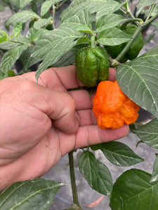 ScotchPort Wrinkled Red (Pepper Seeds)