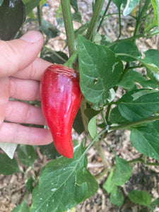 Avalon (VSRP Pablano) (Pepper Seeds)