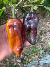 Load image into Gallery viewer, Tartarus (VSRP Pablano) (Pepper Seeds)