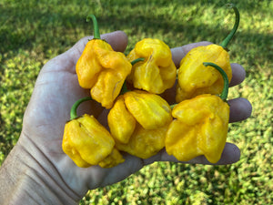CrownDouglah (Pepper Seeds)