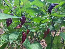 Load image into Gallery viewer, PJ Purple Molten (Pepper Seeds)