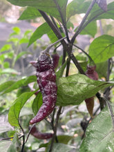 Load image into Gallery viewer, PJ Blue Ice (Pepper Seeds)