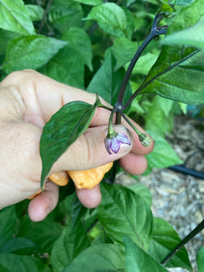 Peach Jes (Pepper Seeds)