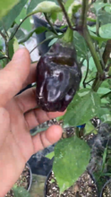 Load image into Gallery viewer, Asgard (VSRP Pablano) (Pepper Seeds)