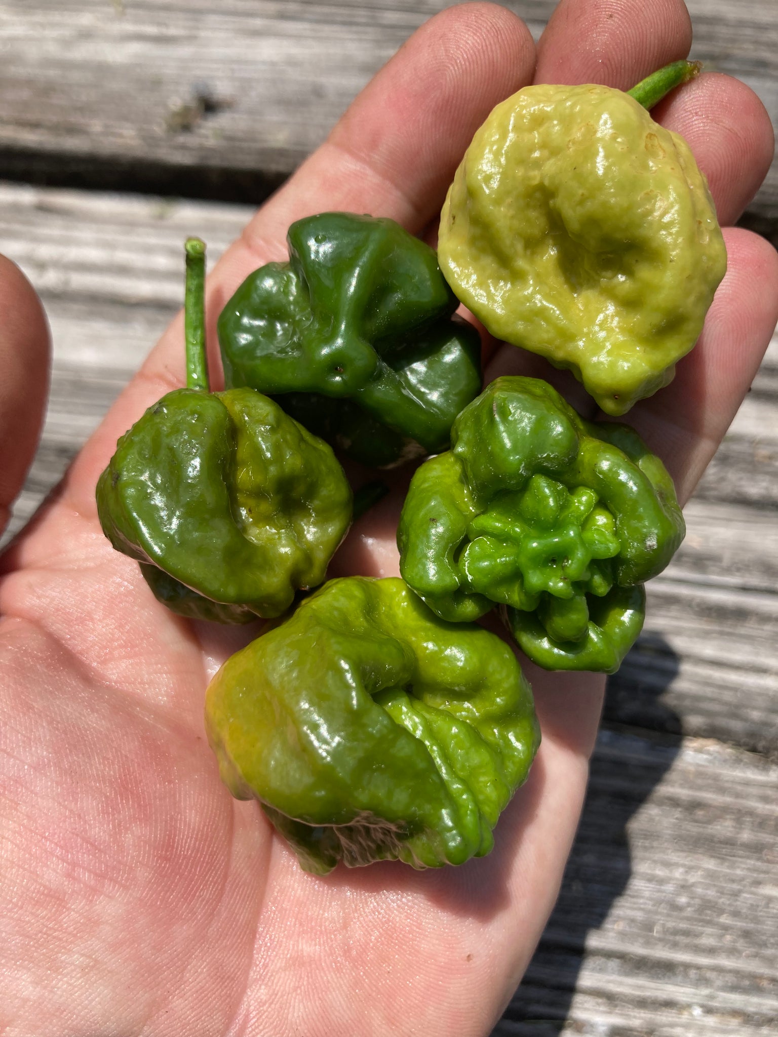 7 pot douglah plant 7 Pot Douglah Mustard (Pepper Seeds)