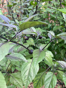 Black Jes (Pepper Seeds)