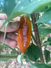 Load image into Gallery viewer, Fusang (VSRP Poblano) (Pepper Seeds)