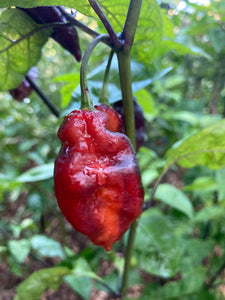 Black Karen (Limited) (Pepper Seeds)