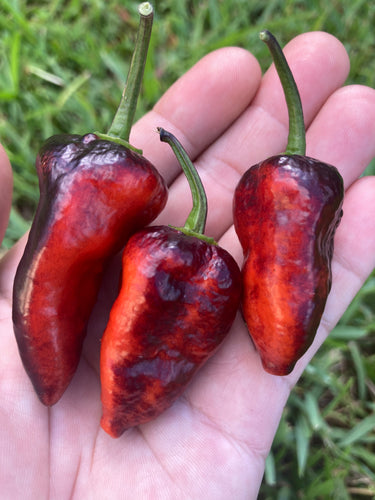 Black Jes (Pepper Seeds)