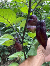 Load image into Gallery viewer, Black Karen (Limited) (Pepper Seeds)