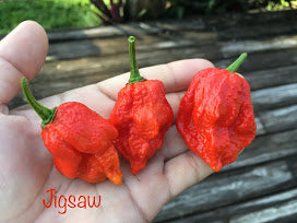 Jigsaw (Pepper Seeds)