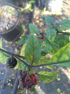 BBG Black Jes (Pepper Seeds)(Limited)