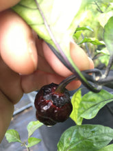 Load image into Gallery viewer, BBG Black Jes (Pepper Seeds)(Limited)