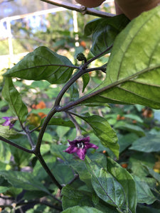 BBG Purple GhostScorpion Orange (Pepper Seeds)