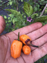 Load image into Gallery viewer, BBG Purple GhostScorpion Orange (Pepper Seeds)