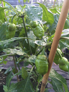 Jes's Morangum Red XL (Pepper Seeds)
