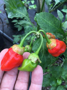 Jes's Morangum Red XL (Pepper Seeds)