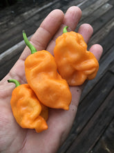 Load image into Gallery viewer, Jes&#39;s Moranga Orange XL (Pepper Seeds)