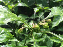 Load image into Gallery viewer, Jes&#39;s Morangum Peach (Pepper Seeds)(Limited)
