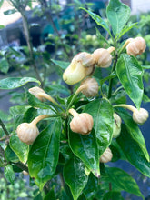 Load image into Gallery viewer, Jes&#39;s Morangum Peach (Pepper Seeds)(Limited)