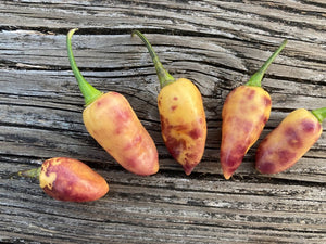 Jes's Moranga Purple/Peach (Pepper Seeds)