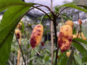 Jes's Moranga Purple/Peach (Pepper Seeds)