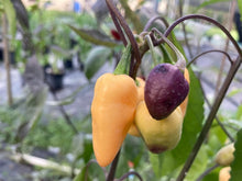 Load image into Gallery viewer, Jes&#39;s Moranga Purple/Peach (Pepper Seeds)
