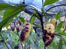 Load image into Gallery viewer, Jes&#39;s Moranga Purple/Peach (Pepper Seeds)