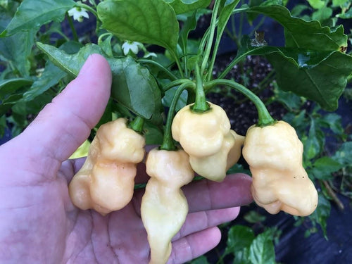Jes's Moranga Peach XL (Pepper Seeds)