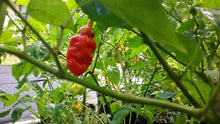 Load image into Gallery viewer, Jes&#39;s Morangum Red XL (Pepper Seeds)
