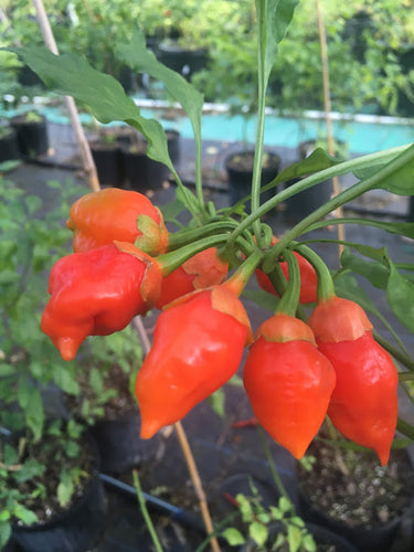Jes's Morangum Red XL (Pepper Seeds)