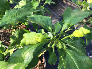 Jes's Moranga Stinger (Pepper Seeds)