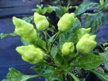 Load image into Gallery viewer, Jes&#39;s Moranga Stinger (Pepper Seeds)