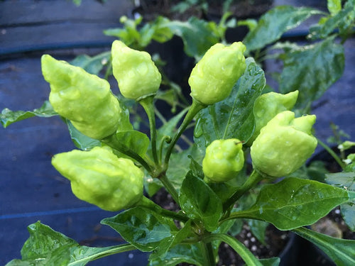 Jes's Moranga Stinger (Pepper Seeds)