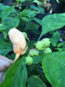 Jes's Morangum Peach (Pepper Seeds)(Limited)